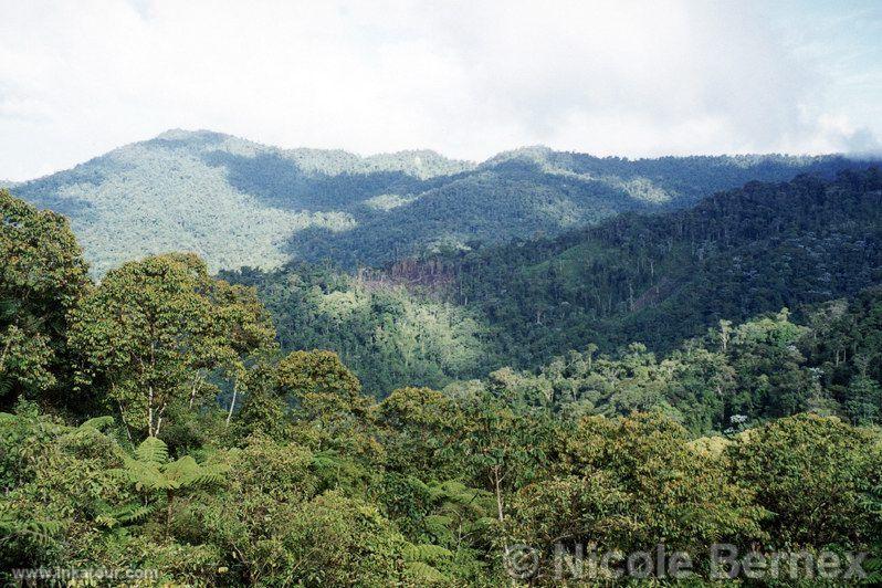 High Forest, Tingo María