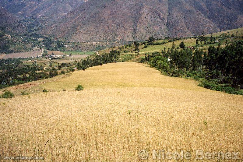 Wheat farm, Huánuco