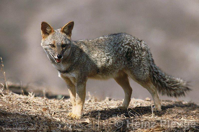 Andean fox