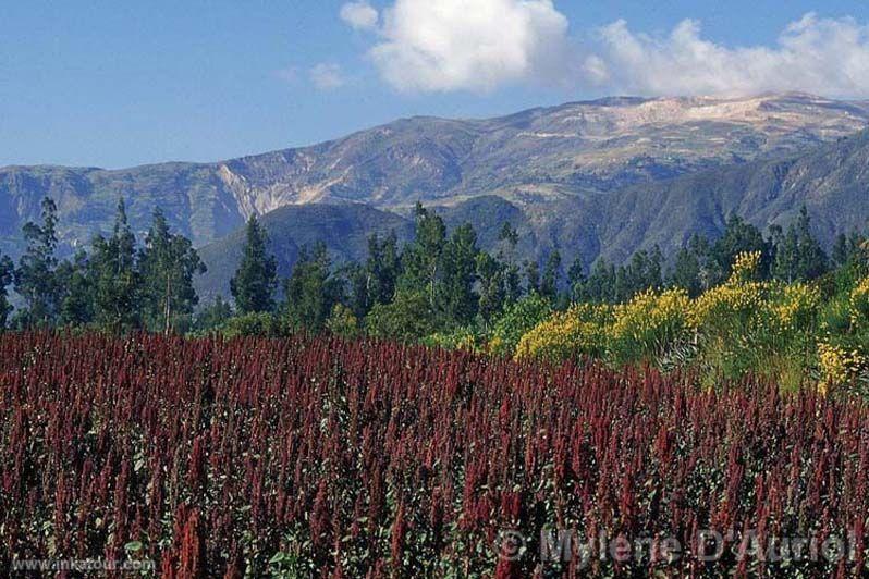 Photo of Peru