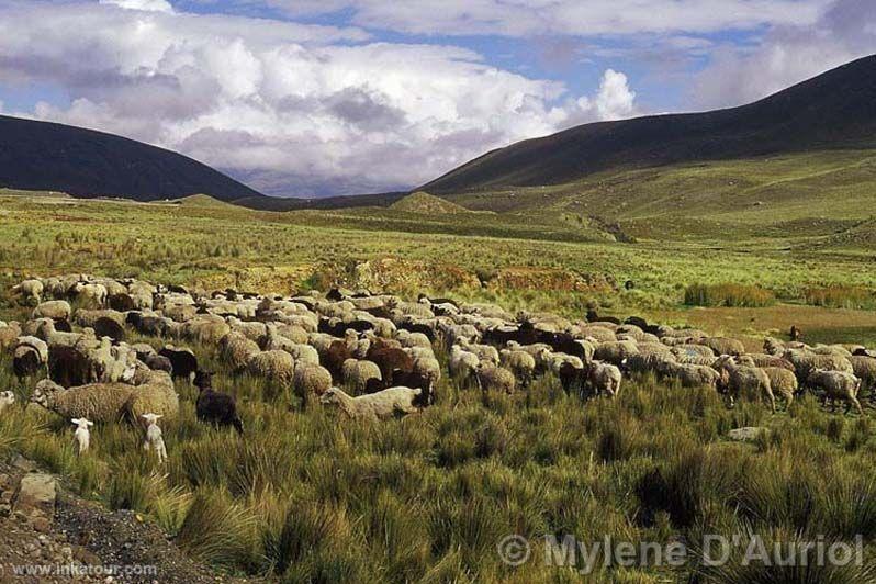 Cattle ranch