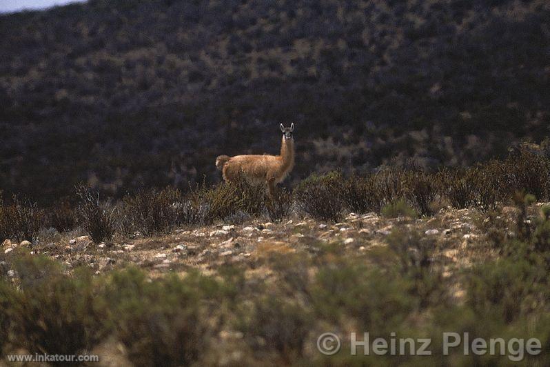 Photo of Peru