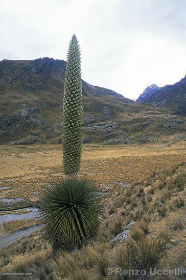 Photo of Peru