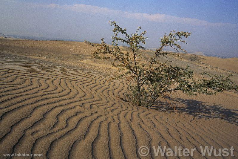 Photo of Peru