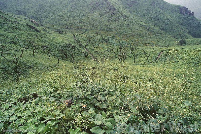 Lomas de Lachay