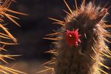 Flowers in cactus