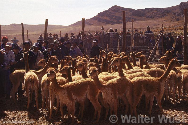 Photo of Peru