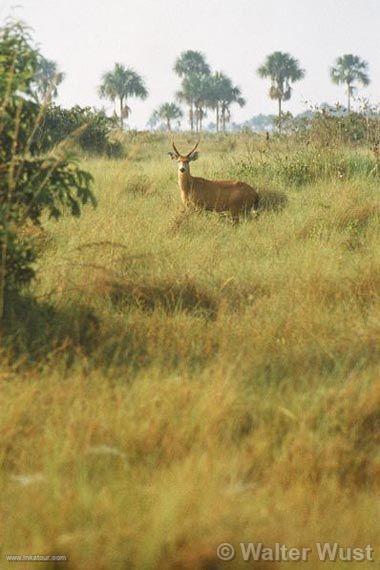 Red deer of marshes