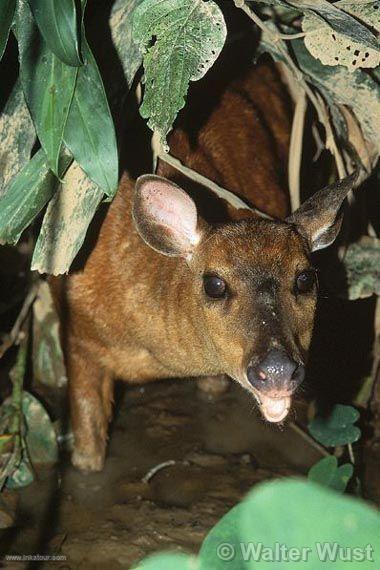 Gray deer