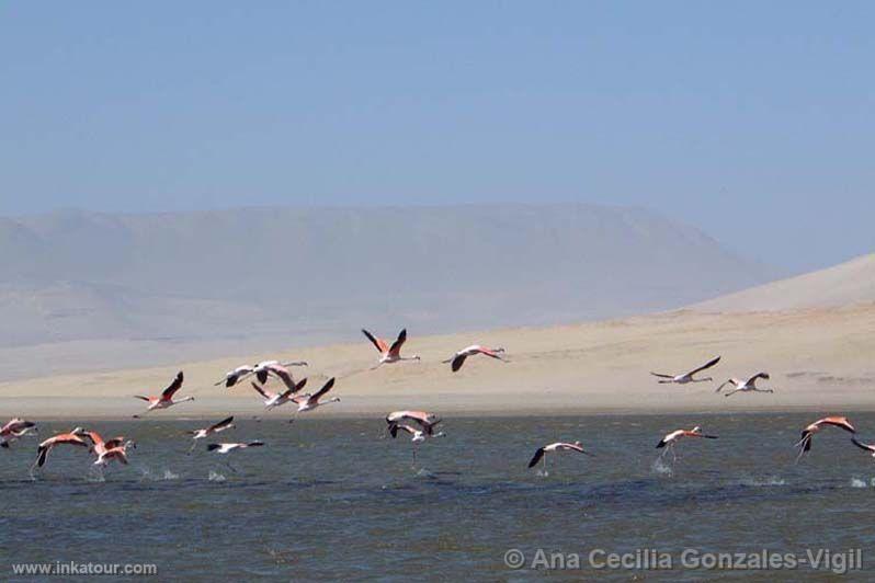 Paracas