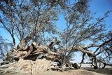 Carob tree