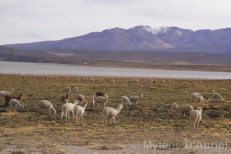 Photo of Peru