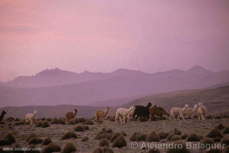 Photo of Peru