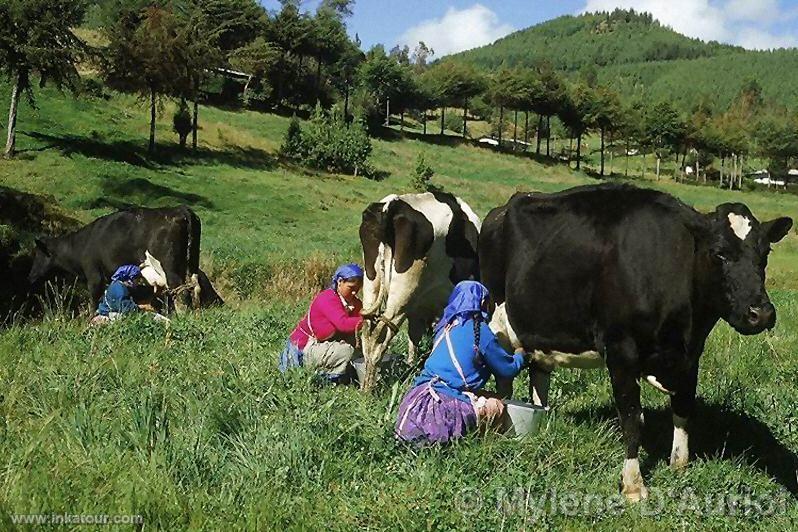 Granja Porcón, Cajamarca