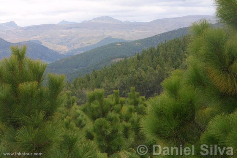 Pines in Porcón