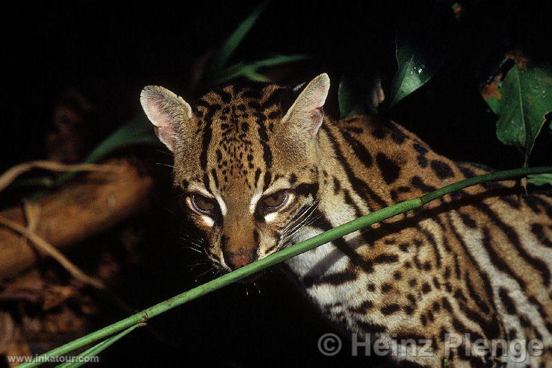 Photo of Peru