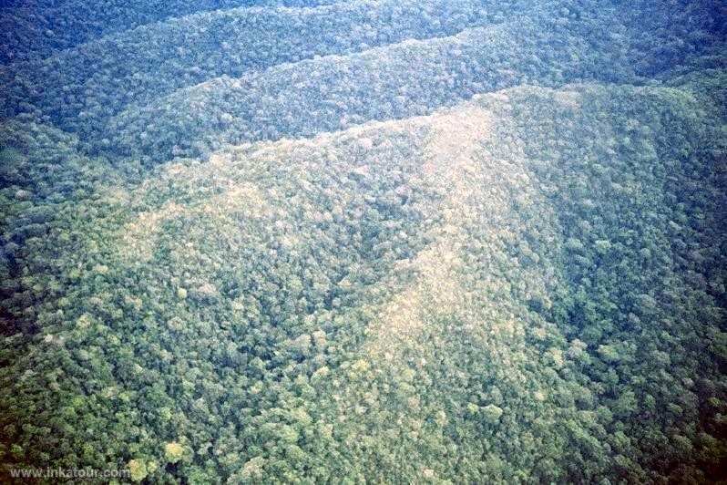 Forest of San Martín