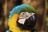 Macaw