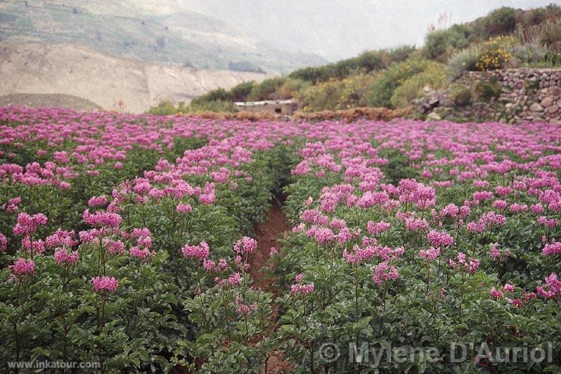 Photo of Peru