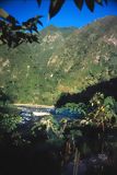 Tropical forest, Puerto Inca