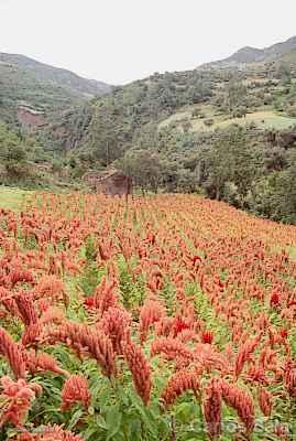 Photo of Peru