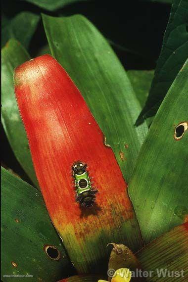 Caterpillar