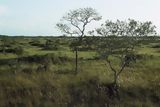 Pampas del Heath