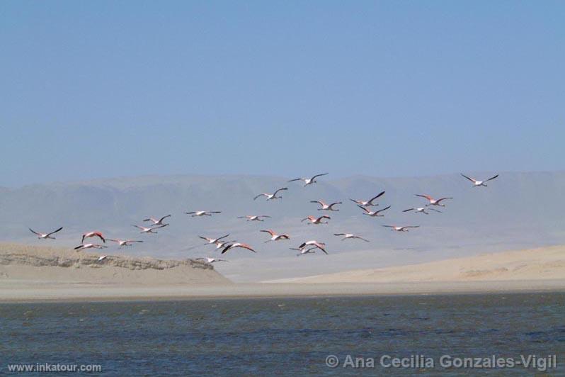 Paracas