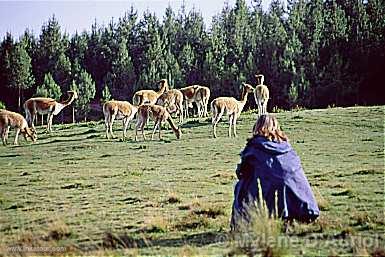 Photo of Peru