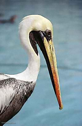 Pelican, Paracas