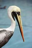 Pelican, Paracas