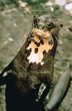 Giant otter of river, Manu