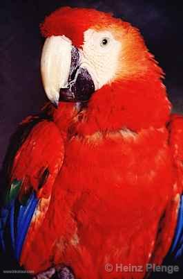 Guacamayo