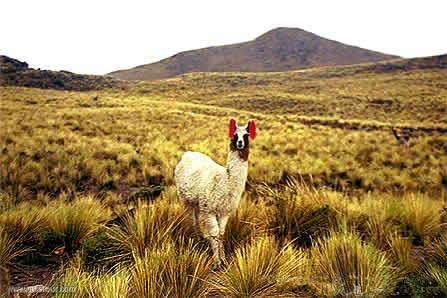 Lama, Colca