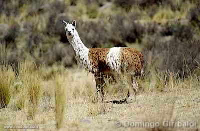 Photo of Peru