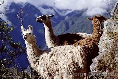 Llamas, Machu Picchu