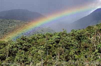 Forest of San Martín