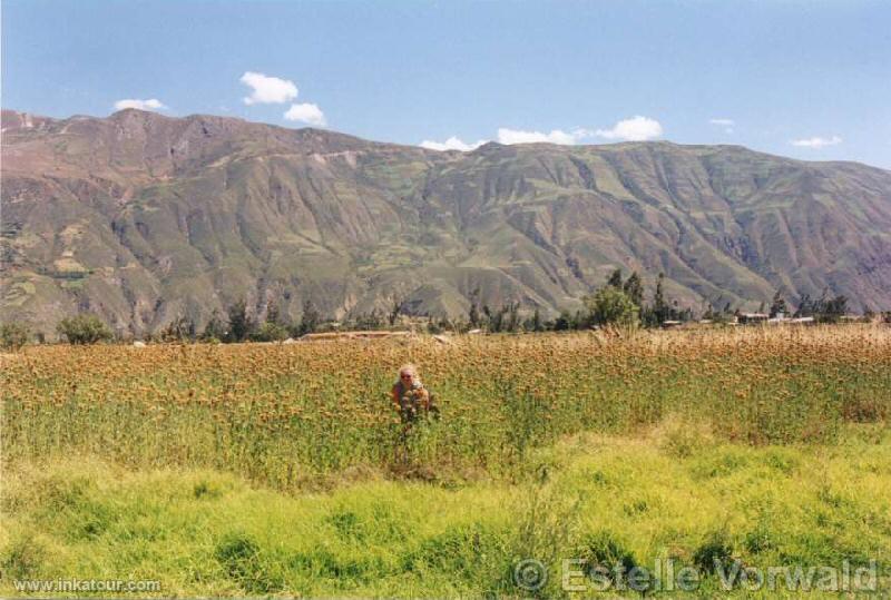 Black Cordillera