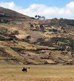 White Cordillera