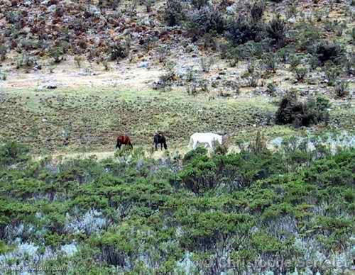 White Cordillera