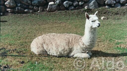 Photo of Peru