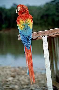 Macaw, Tingo María