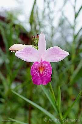 Flower in Tingo María (Huanuco)