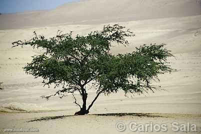 Photo of Peru