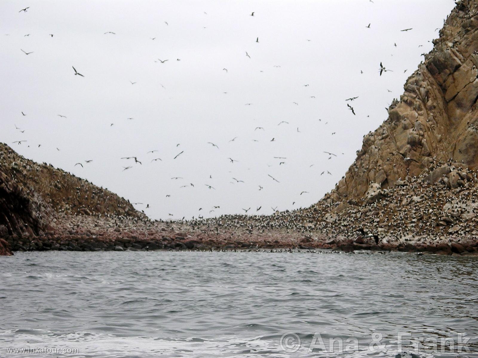 Paracas