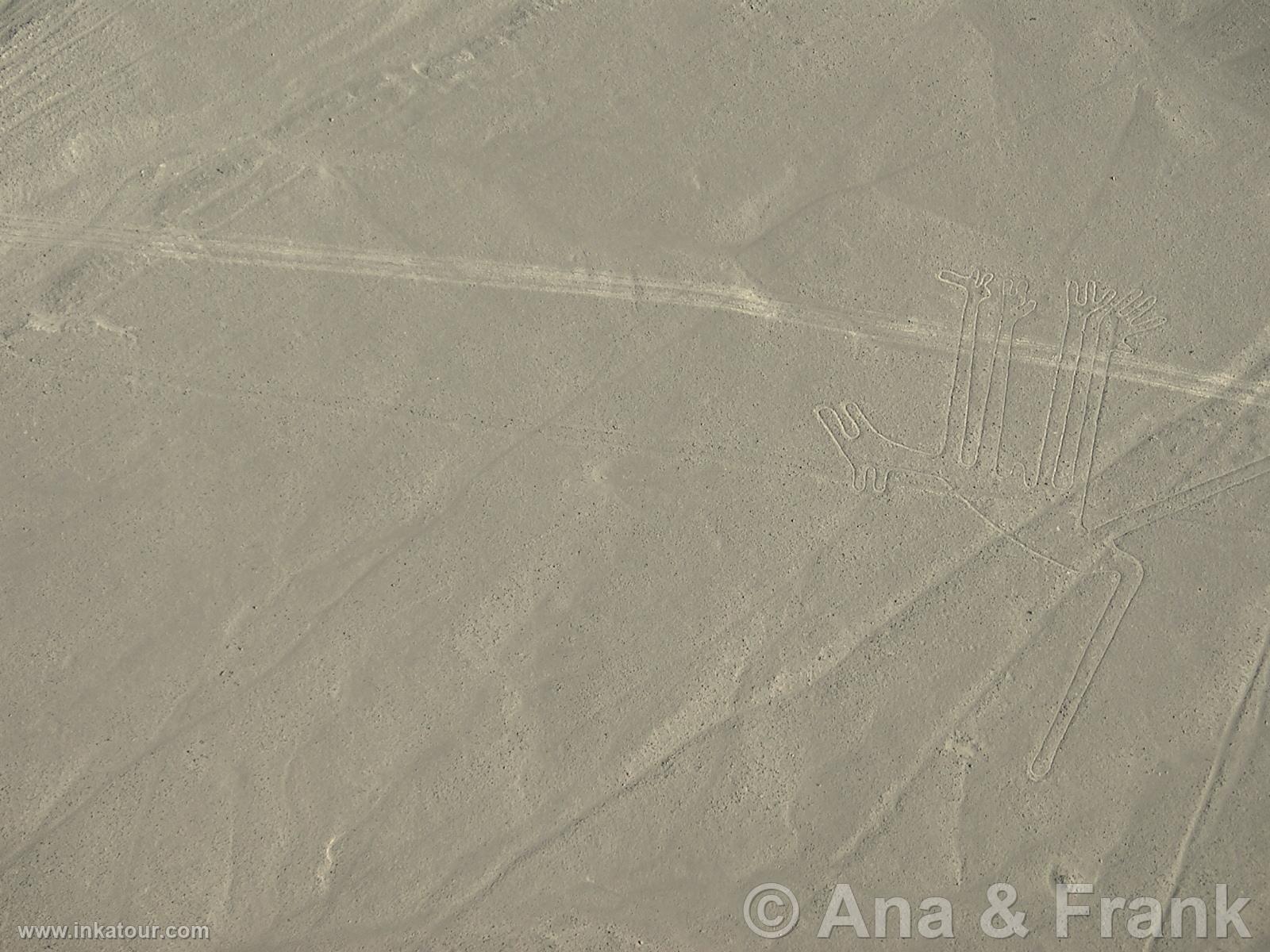 Nazca