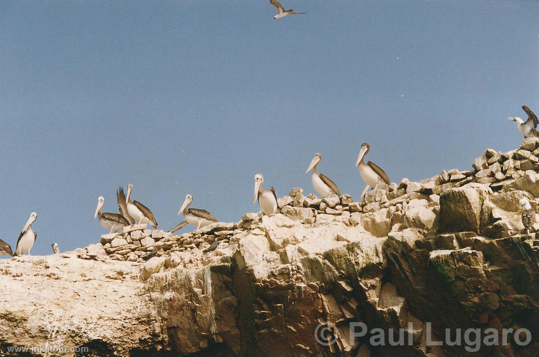 Ballestas, Paracas