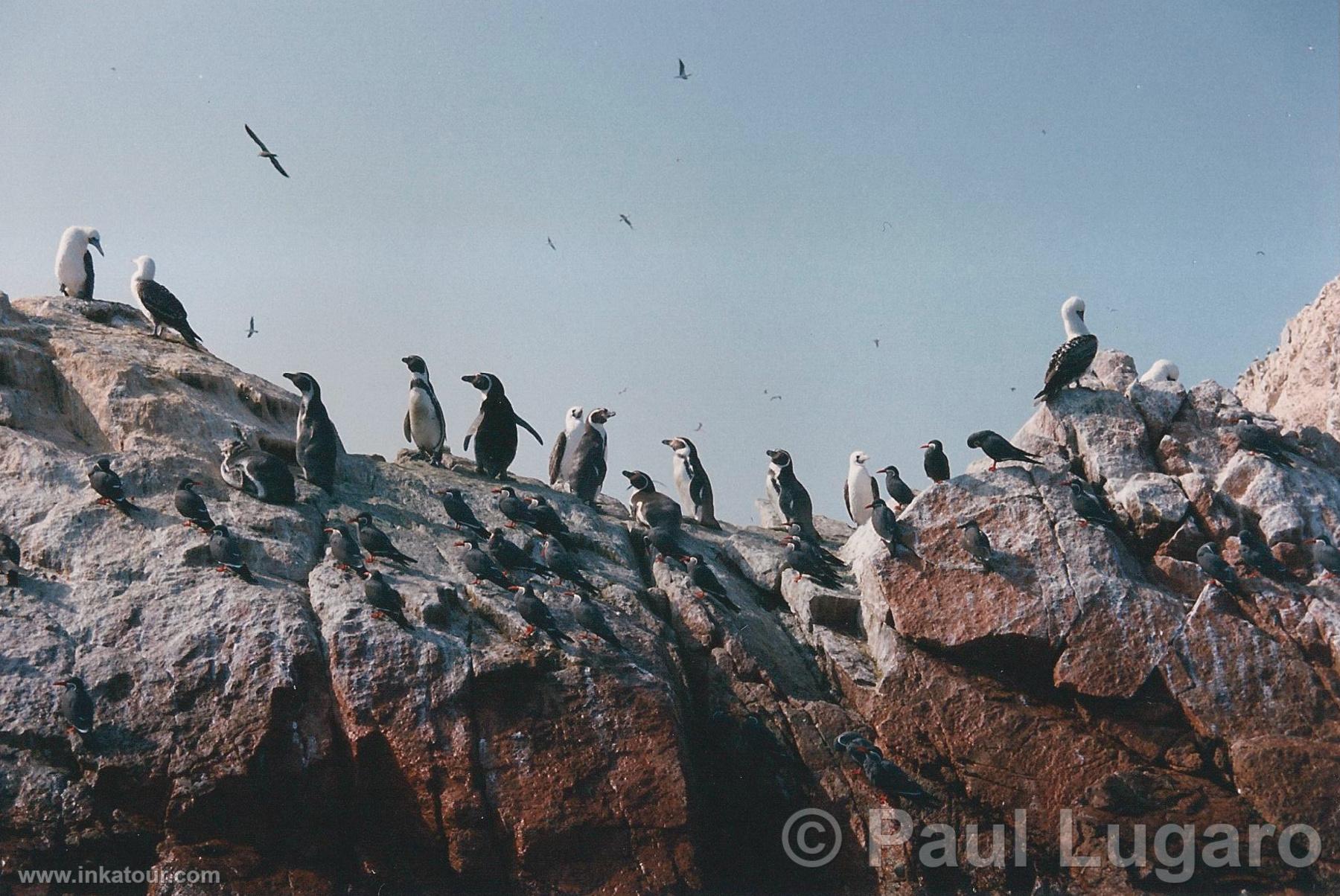 Ballestas, Paracas