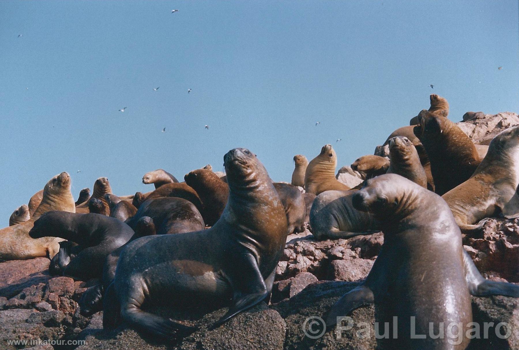 Ballestas, Paracas