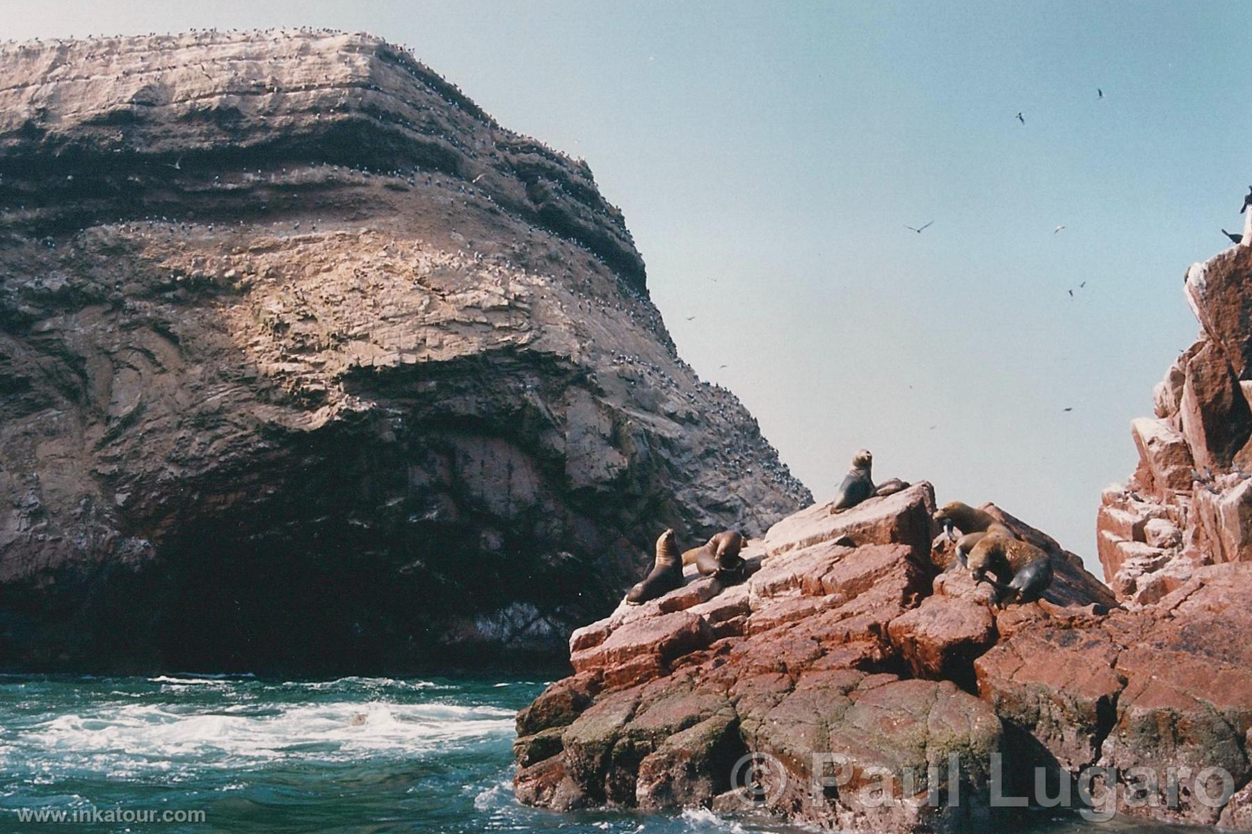 Ballestas, Paracas